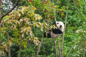 Latest Google Panda Update – What to expect from Google and how to capitalise