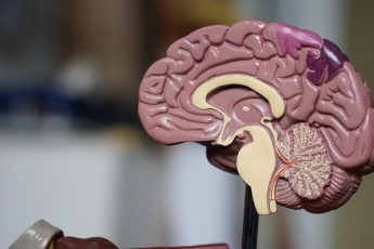brain