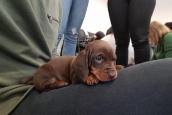 A Pawfect Afternoon: Puppy Cuddle Therapy With RSPCA