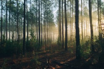 Impression Plants 10,000 Trees